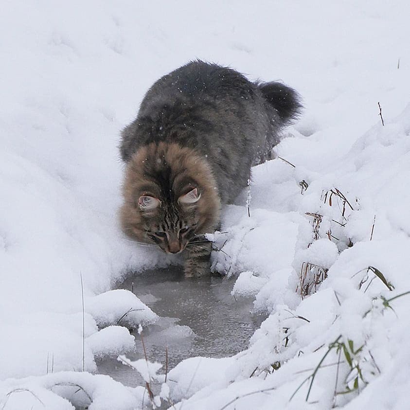 Gorgeous Norwegian Forest Cats that are huge, fluffy and love snow - cat, Norwegian Forest Cat, Snow, Finland, Longpost, PHOTOSESSION