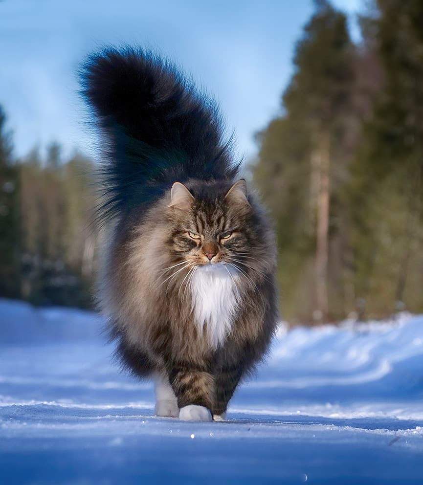 Gorgeous Norwegian Forest Cats that are huge, fluffy and love snow - cat, Norwegian Forest Cat, Snow, Finland, Longpost, PHOTOSESSION