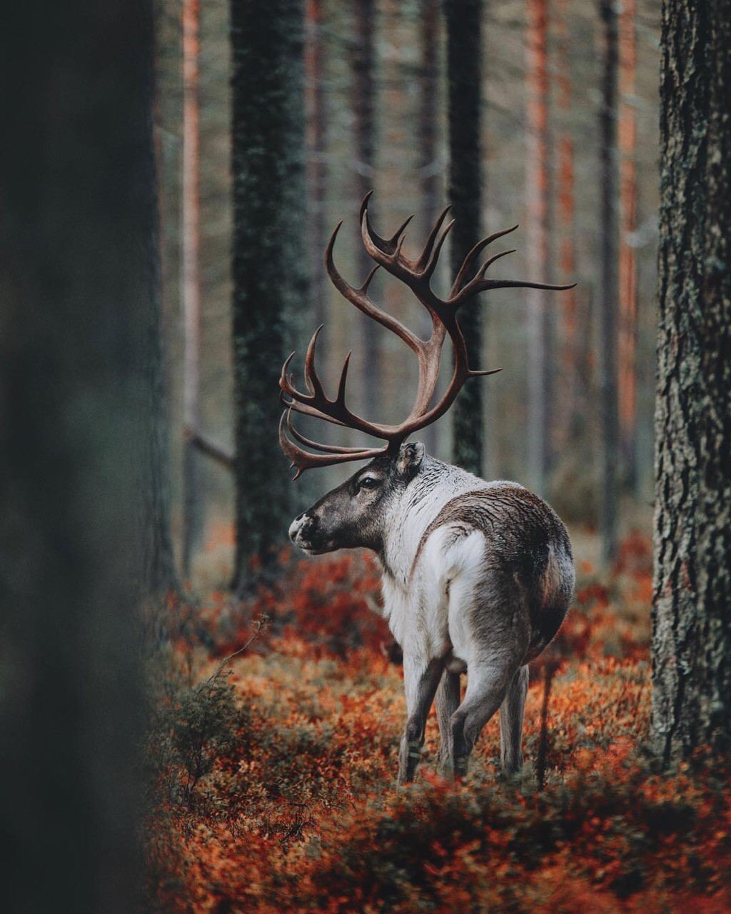 Forest, little forest... - My, Spirit of the forest, Longpost, Nature