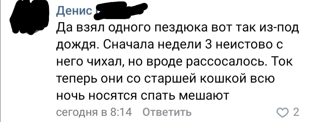 Как завести себе кота. Или как коту завести себе человека - Кот, Доброта, ВКонтакте, Скриншот