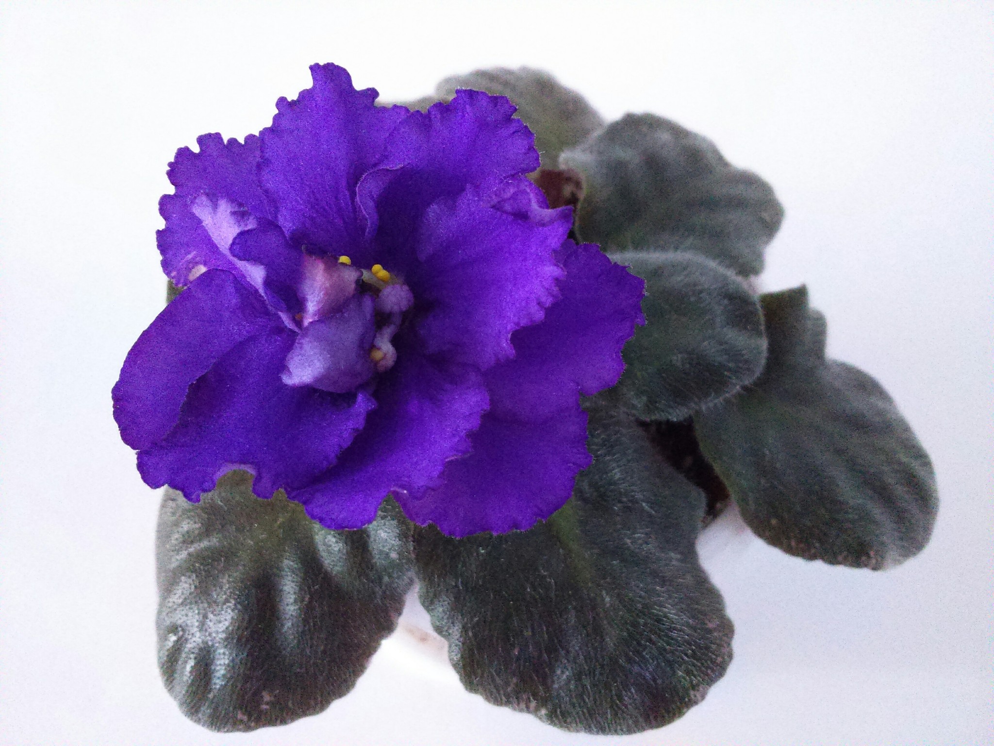 Violets. - Violets, Saintpaulia, Flowers, Bloom, Houseplants, Longpost