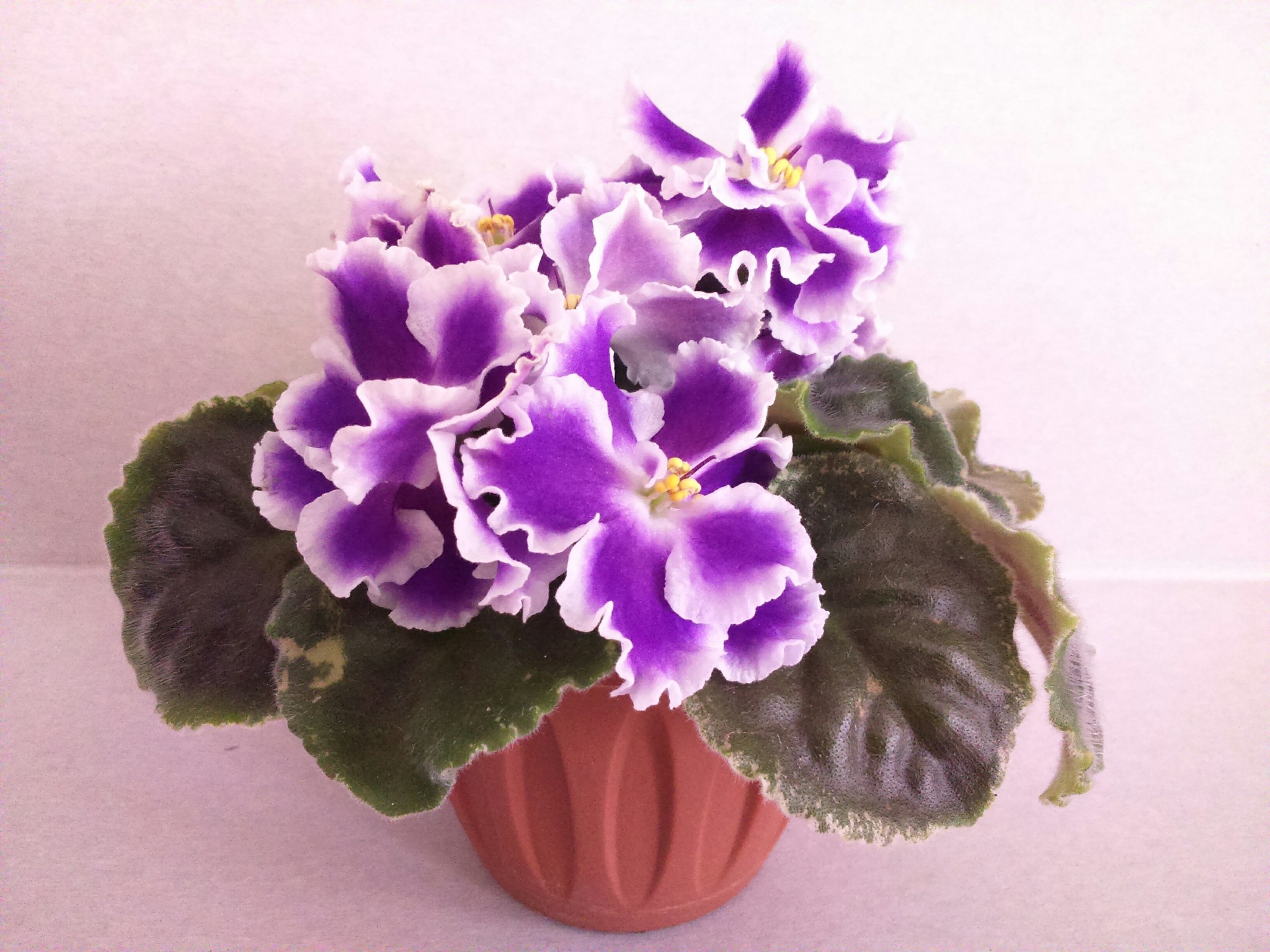 Violets. - Violets, Saintpaulia, Flowers, Bloom, Houseplants, Longpost