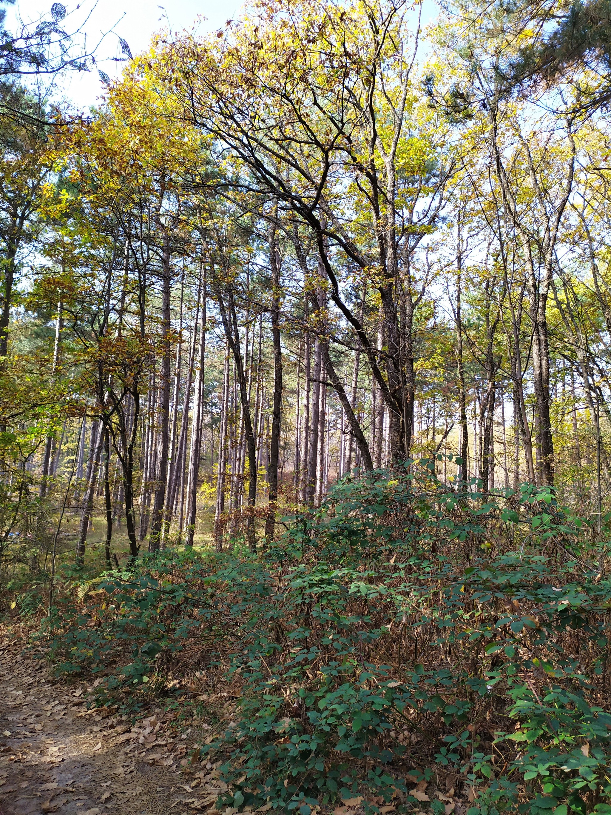 Autumn in the forest. - My, Forest, Autumn, Nature, Longpost