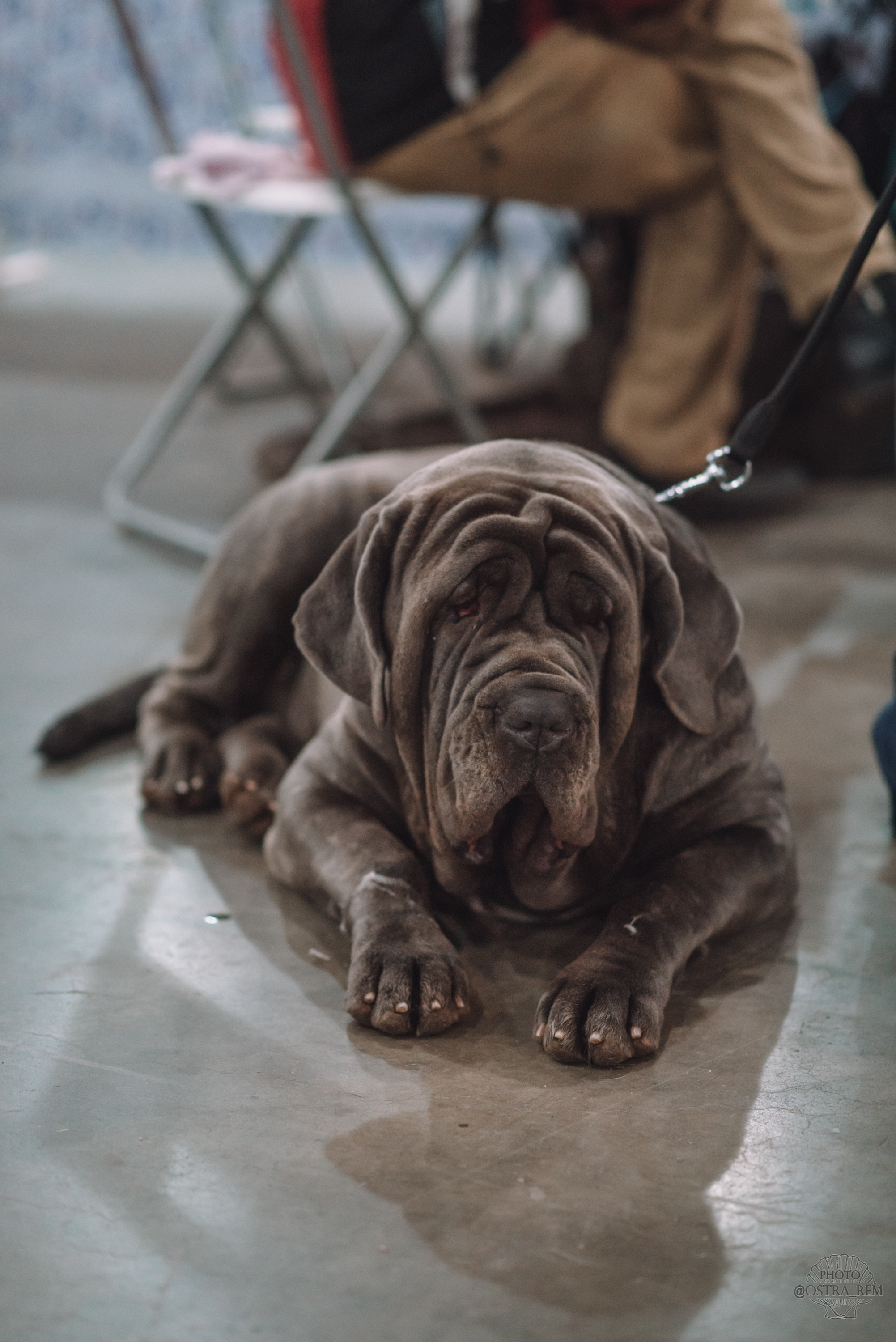 Dog show at Crocus Expo. - My, Dog, Dog breeds, The photo, Dog show, Milota, Nikon, Longpost