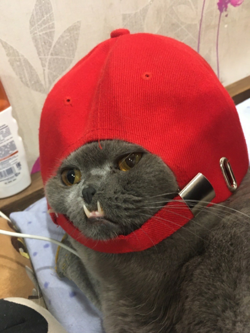 Rapper's cat - My, Catomafia, Cap, cat