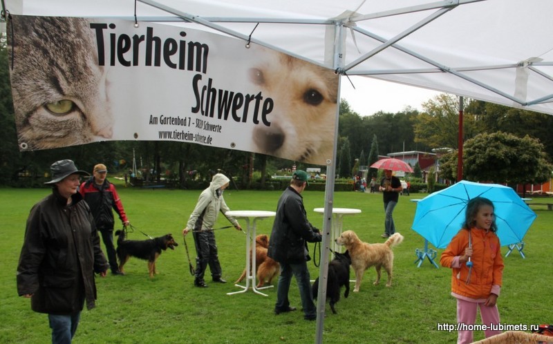 Animal shelters in Germany - Animal shelter, cat, Dog, Germany, Longpost