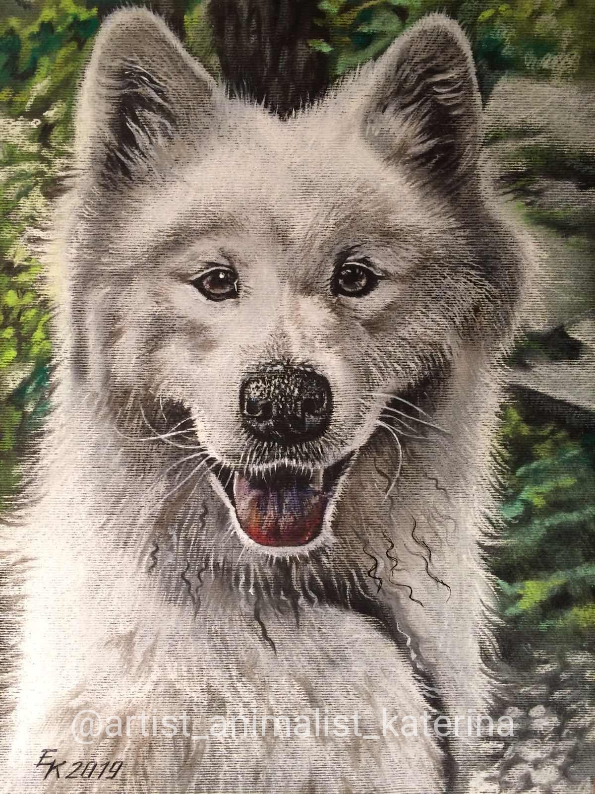 Zara Proud Bird - Samoyed Laika. Dry pastel drawing. - My, Samoyed, Drawing, Dry pastel, Drawing with dry pastels, Dog