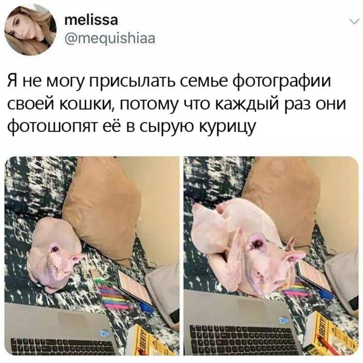 Наверняка батя постарался - Курица, Кот, Сфинкс, Photoshop, Семья, Twitter, Картинка с текстом, Скриншот