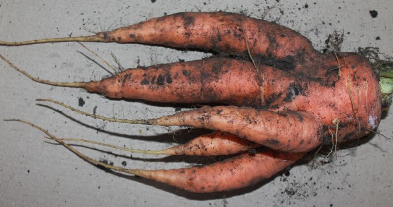 Carrot. Only carrots, and no strawberries. - My, Carrot, Harvest, Merry harvest, Fantasy, Longpost