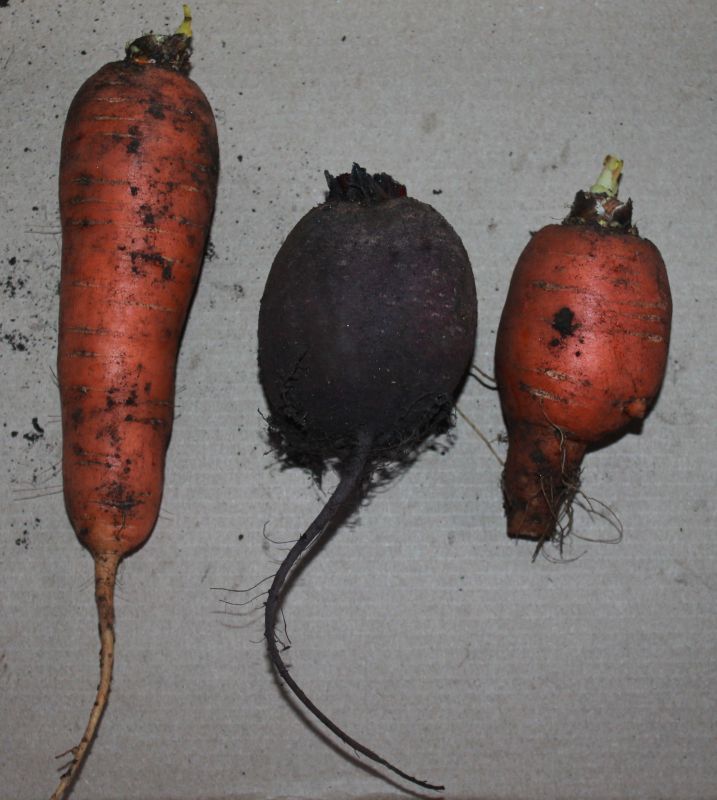 Carrot. Only carrots, and no strawberries. - My, Carrot, Harvest, Merry harvest, Fantasy, Longpost