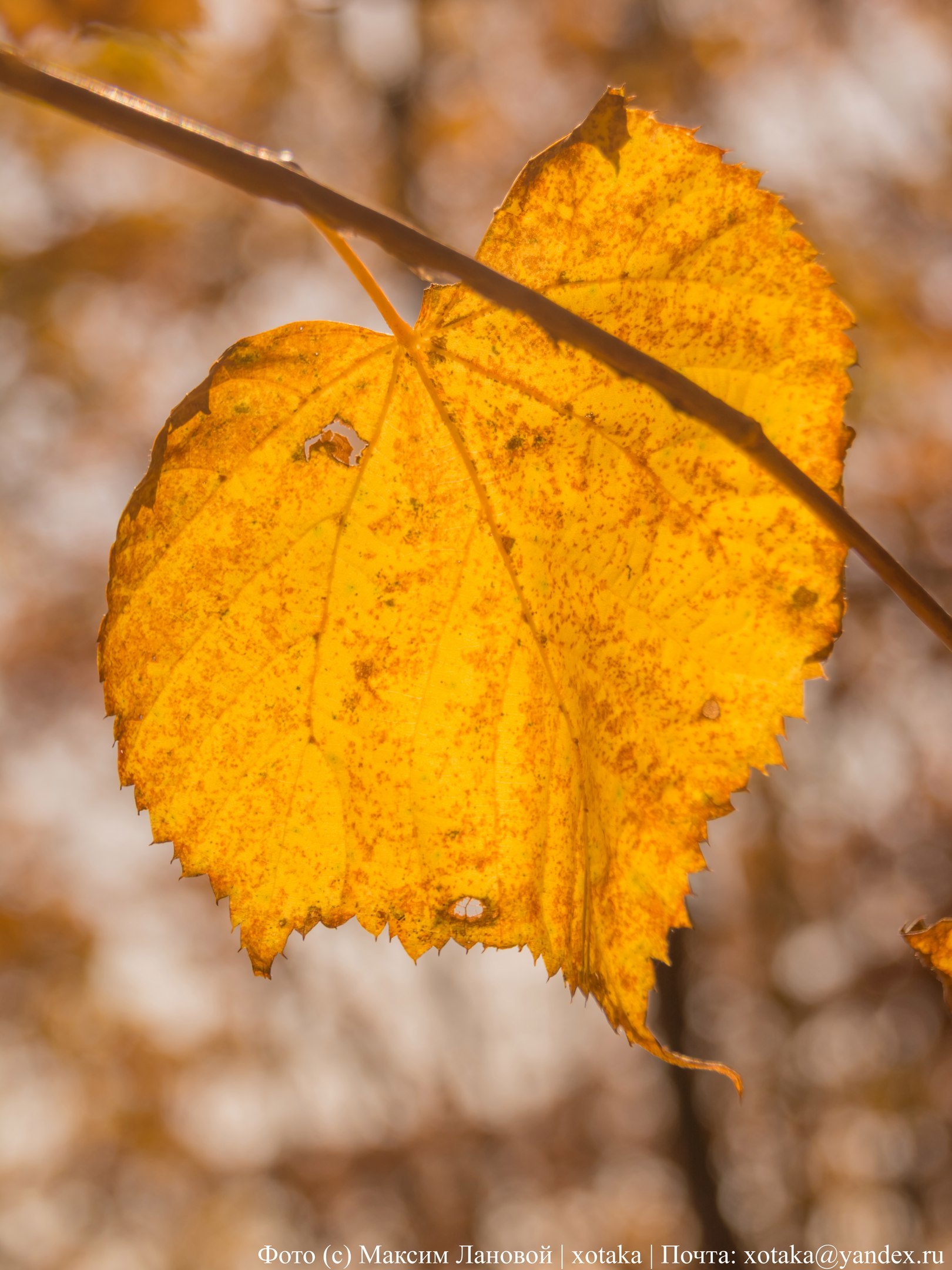 Autumn colors - My, Beginning photographer, The photo, Close-up, Autumn, Autumn leaves, Leaves, Nature, beauty of nature, Longpost