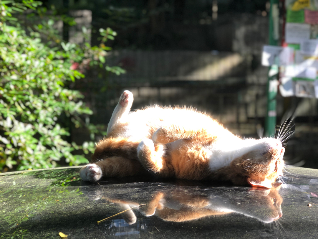 Reflection - My, cat, Reflection, Redheads