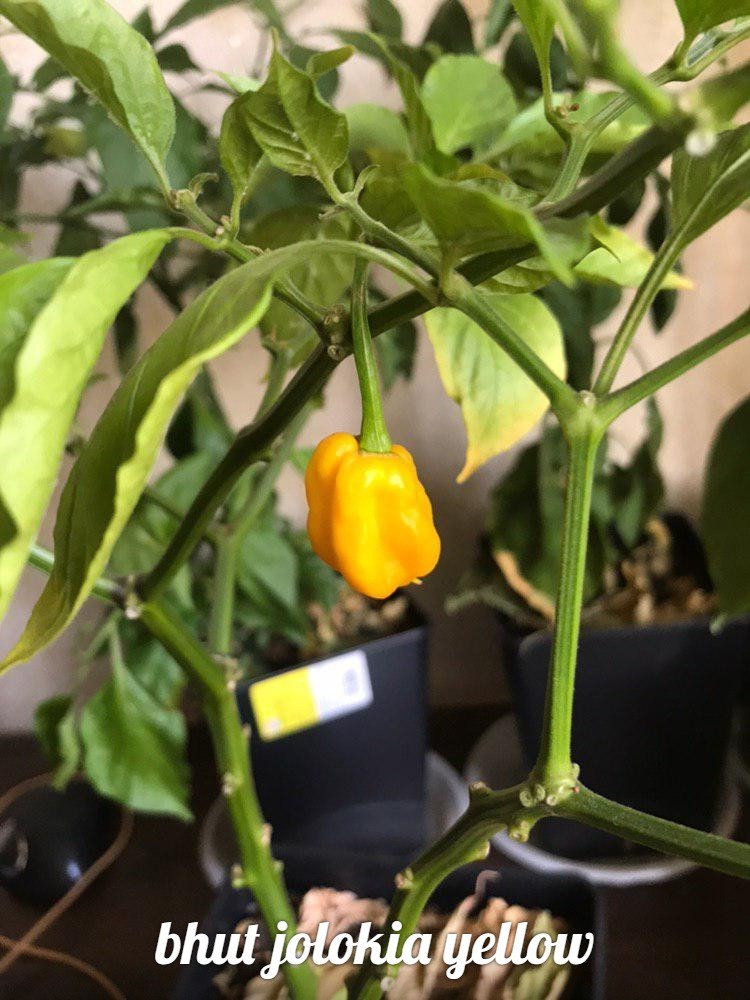 Hot peppers on the windowsill. First result - My, Pepper, Tabasco, Sharp, Chile, Longpost