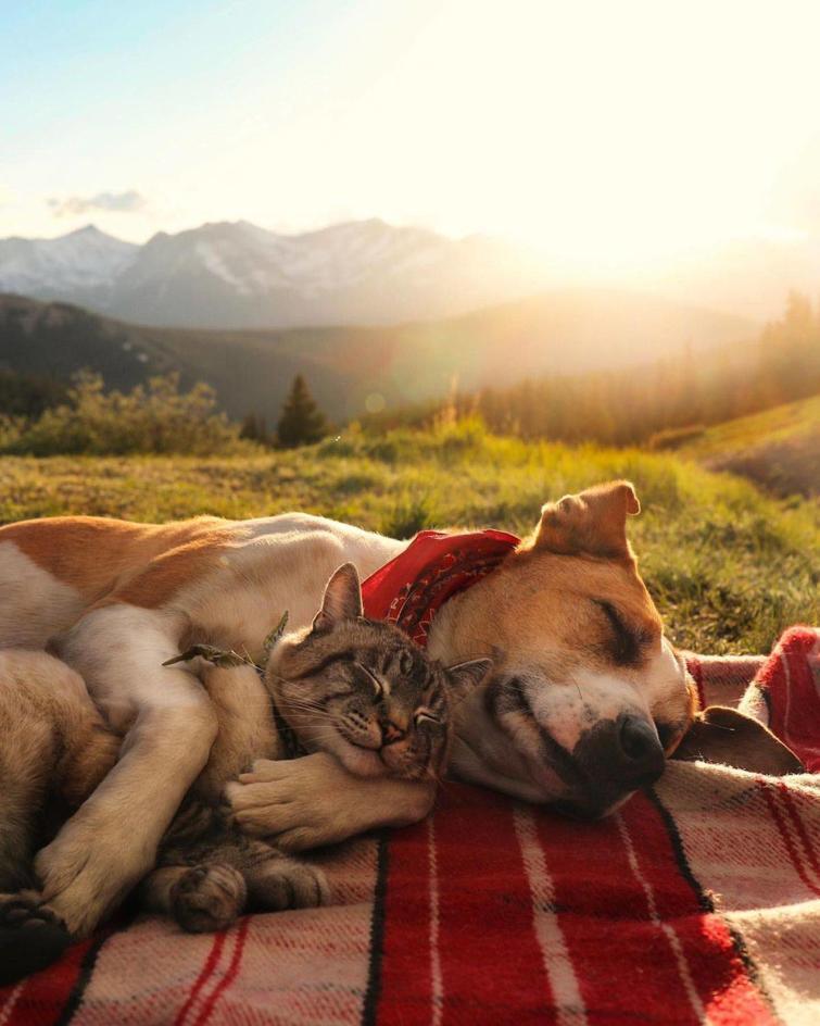 A couple of friends in nature - cat, Dog, Friends, Dream, Cats and dogs together