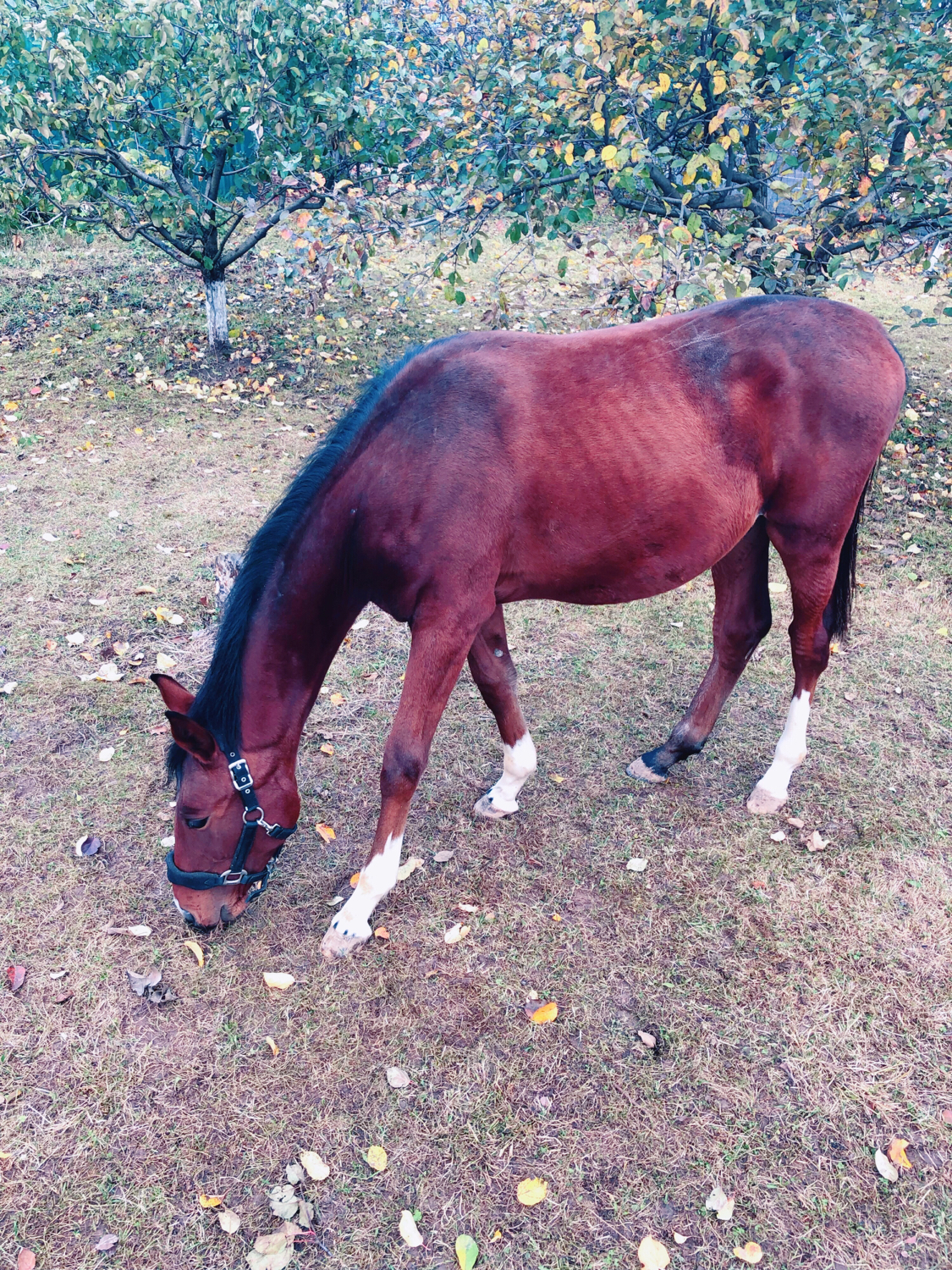 Category Horse Manners - Text, Longpost, Animals, Pets, Sport, The photo, Horses