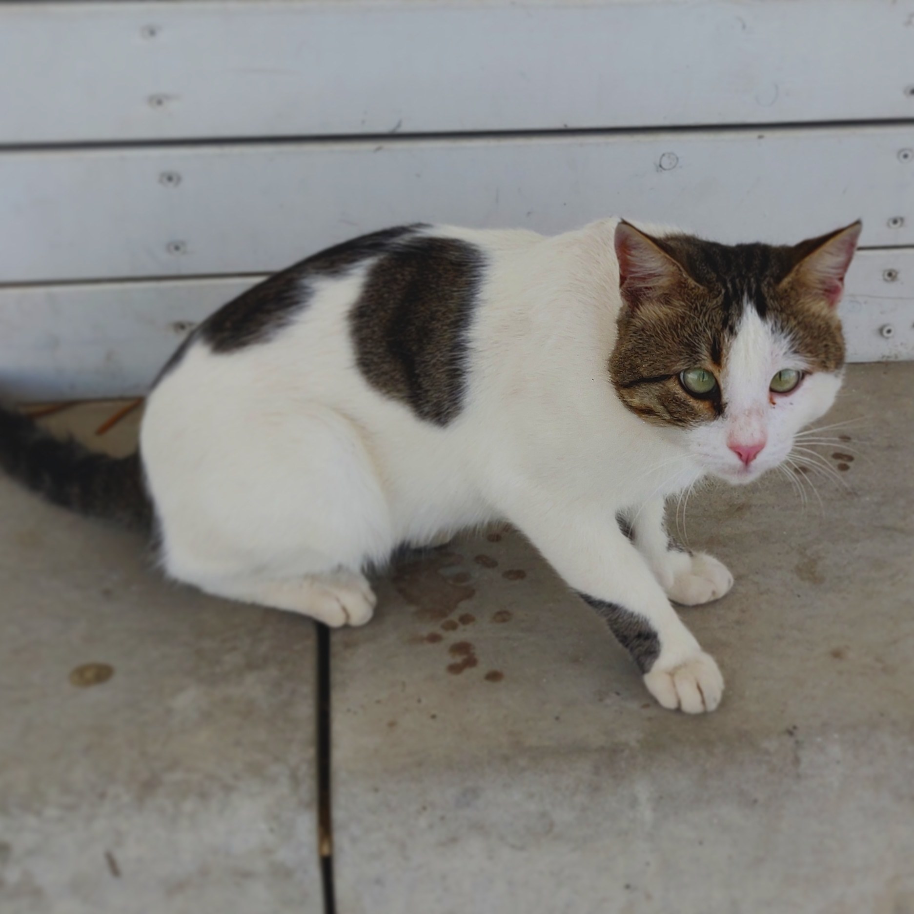 Israeli seals - My, Catomafia, Israel, cat, Longpost