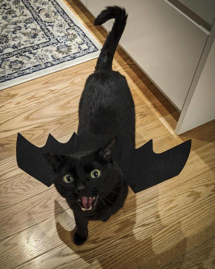 Toothless Toothless - cat, Toothless, Cosplay, How to train your dragon