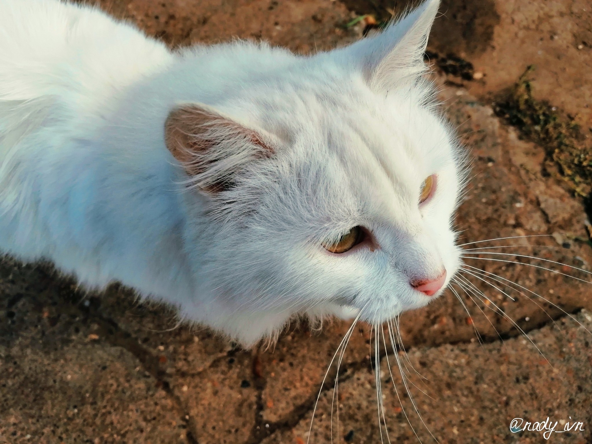 Someone else's cat, but cute. - My, cat, Catomafia, Mobile photography, Milota, Mustachioed alarm clock