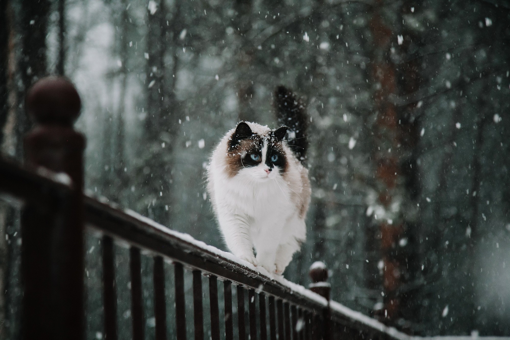 How is winter again? We communicated normally. - My, cat, The photo, Longpost