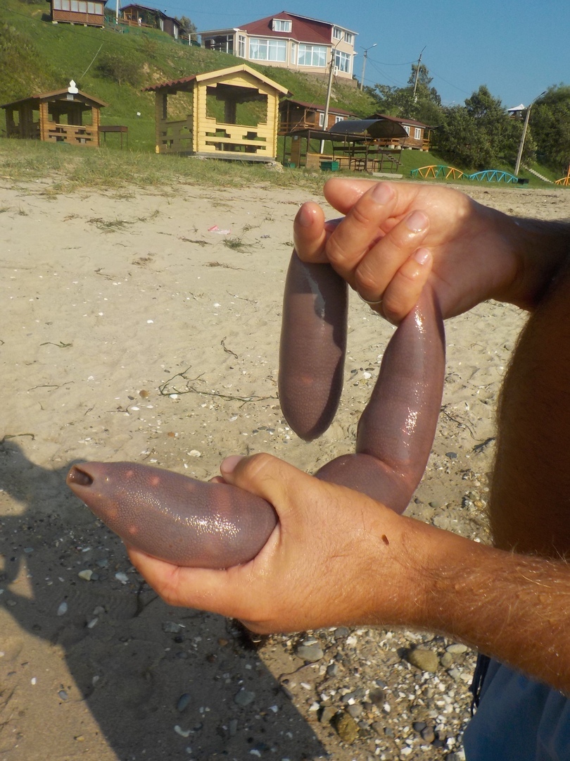 Urechis: penis fish - My, Interesting to know, Interesting, Animals, Sea worm, Informative, Fauna, Primorsky Krai, Video, Longpost