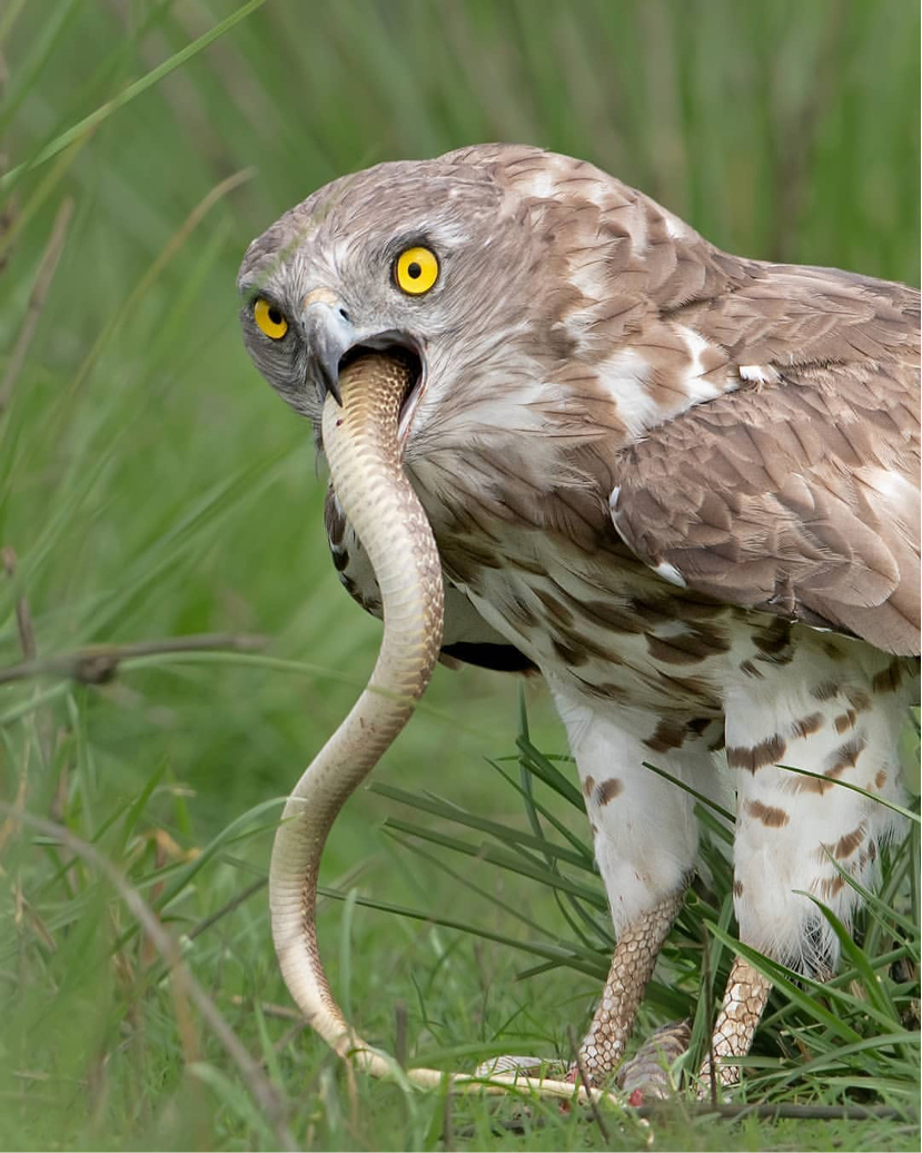 What are you staring at? I won't share! - Eagle-Snake-Eater, Eagle, Birds, The photo