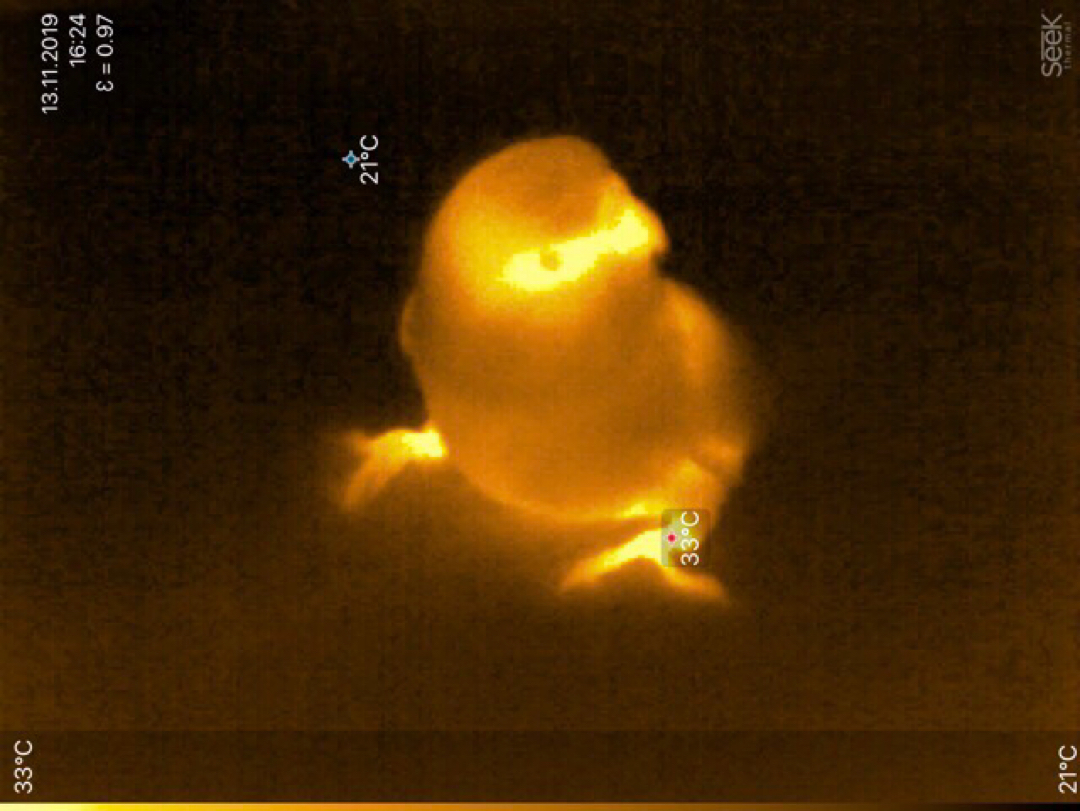 Thermal imager - My, Thermal imager, A parrot, Seek Thermal, Longpost