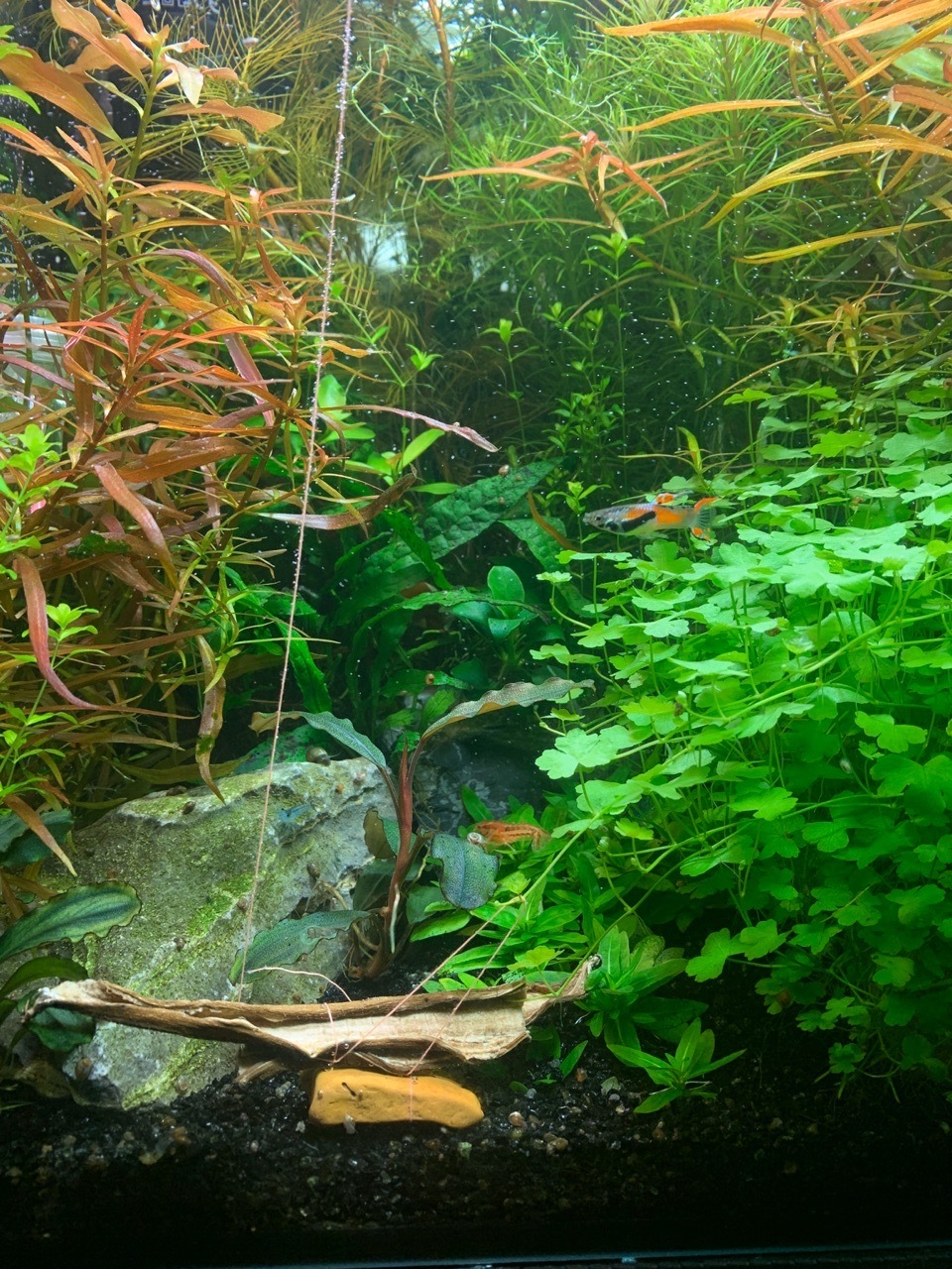 My struggle. Nasty creatures, spool snails, are eating the bucephalander! - My, Aquarium, Snail, Aquarium plants, Longpost