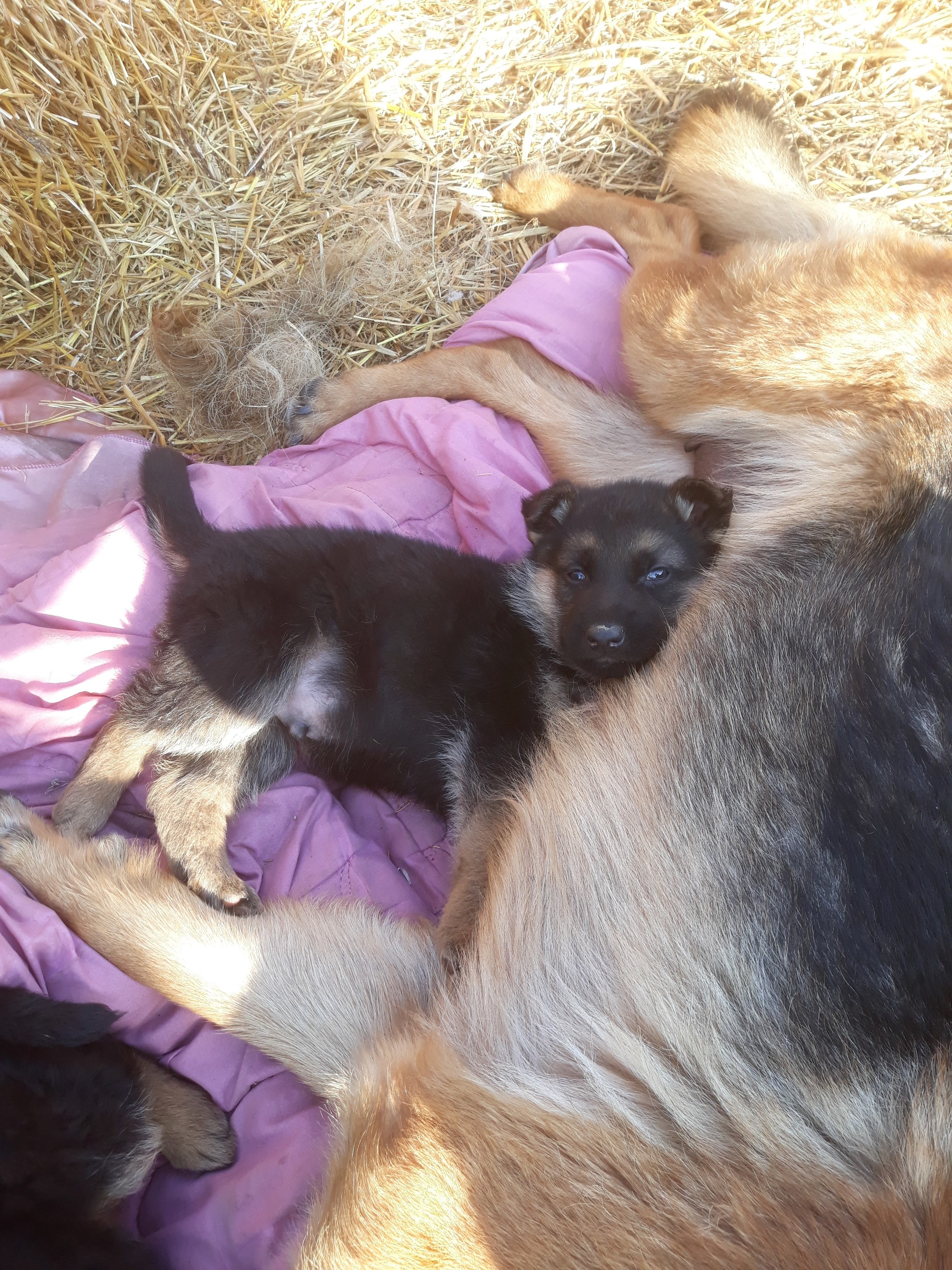 Shepherd puppies - My, Puppies, German Shepherd, Milota, Dog, Longpost, Pets