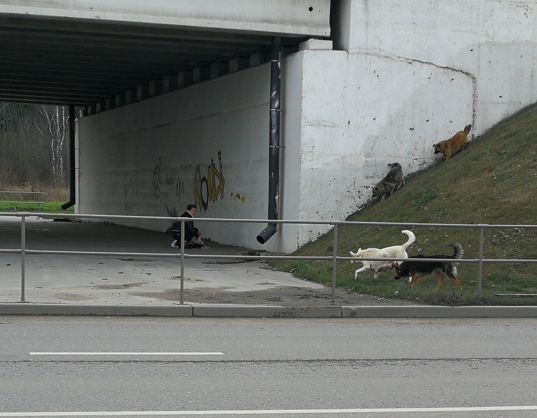 I fed the little dogs for three mowers - My, Homeless animals, Dog, Longpost, The photo, Breaking the template