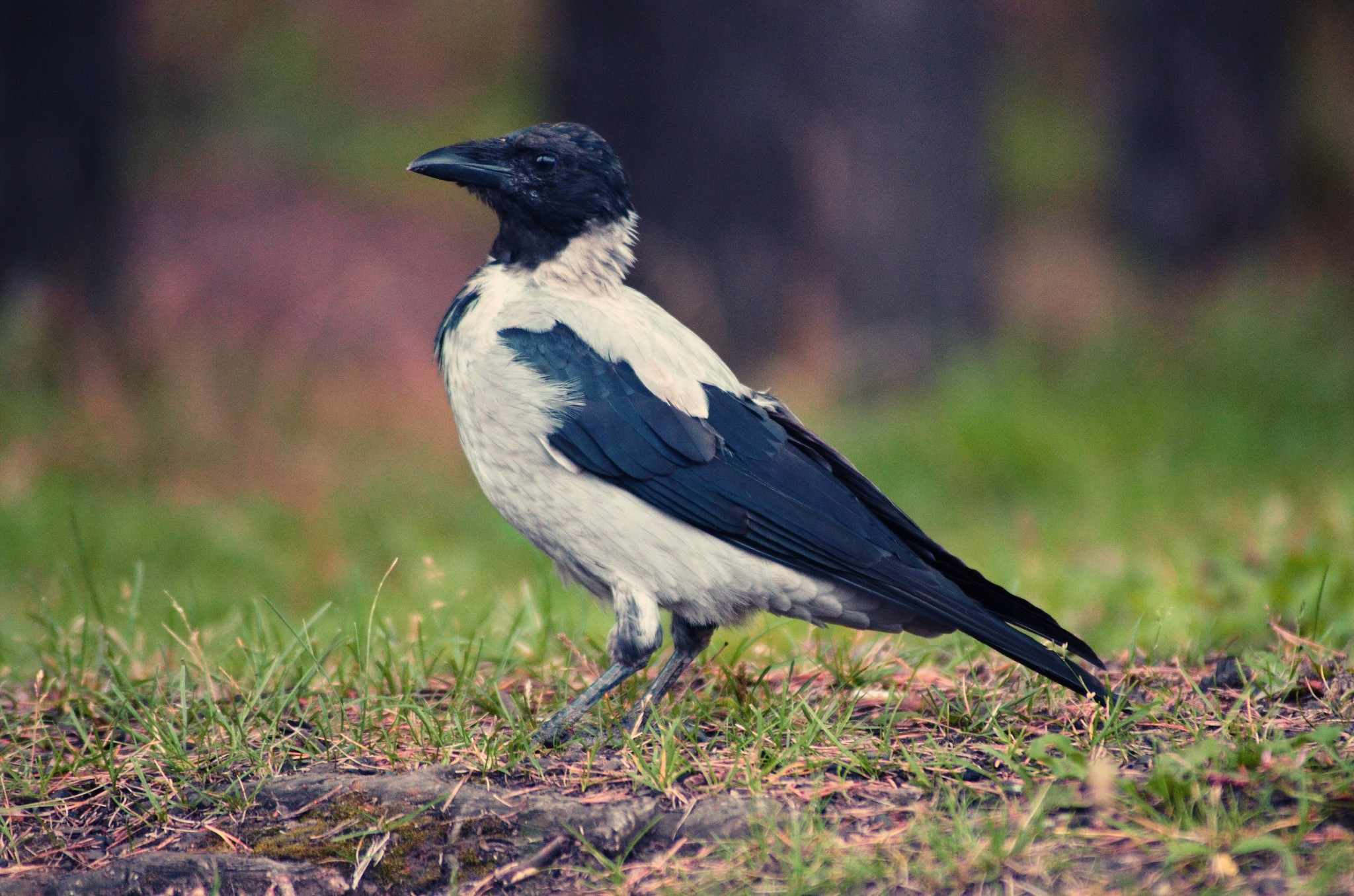 Ural, in the photo. - My, The photo, Ural, cat, Crow, Longpost