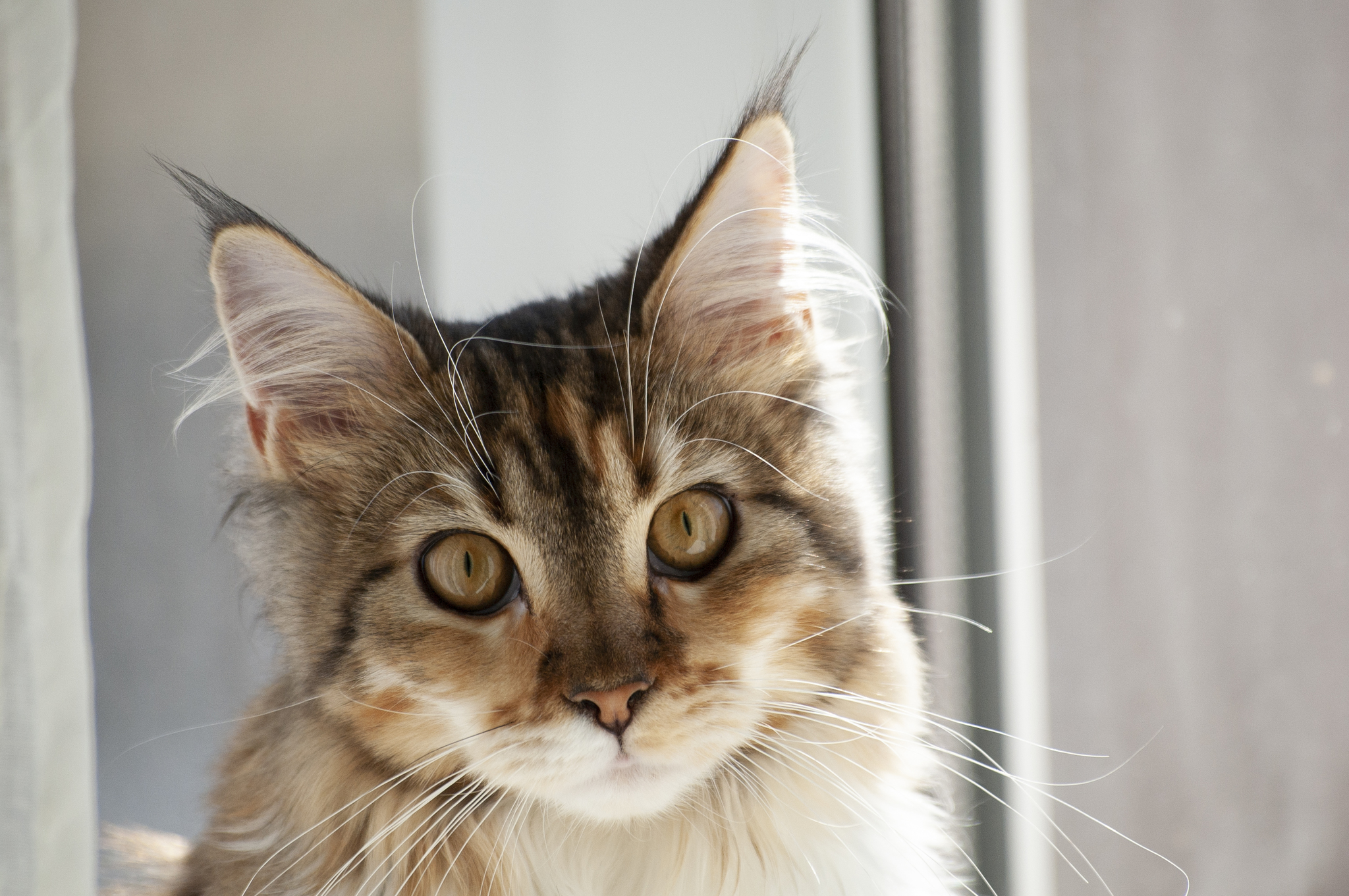 Oh that look - My, Maine Coon, Longpost, Catomafia, cat