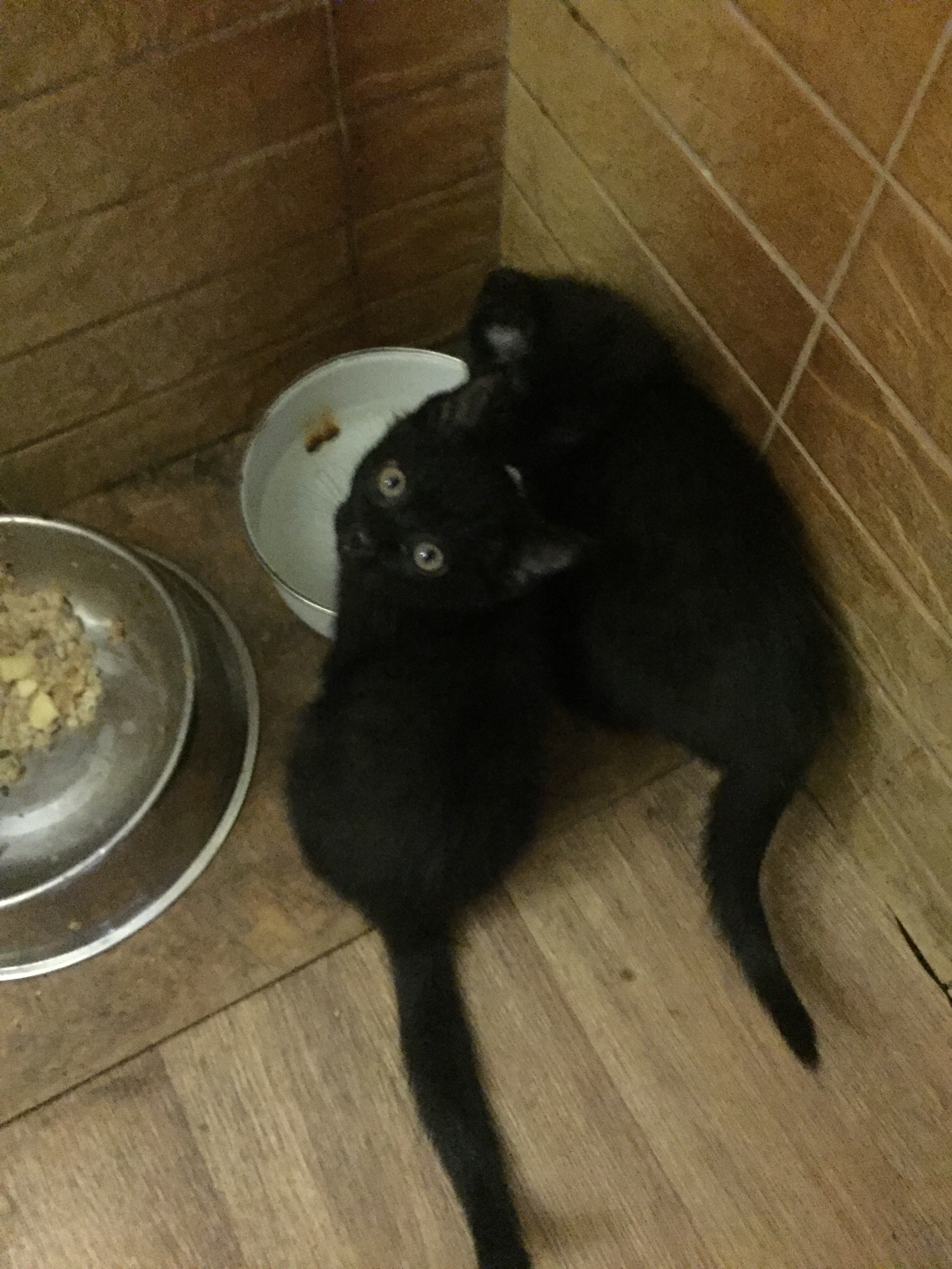 Save our souls!!! - My, In good hands, Novosibirsk, Kittens, Longpost, cat, No rating