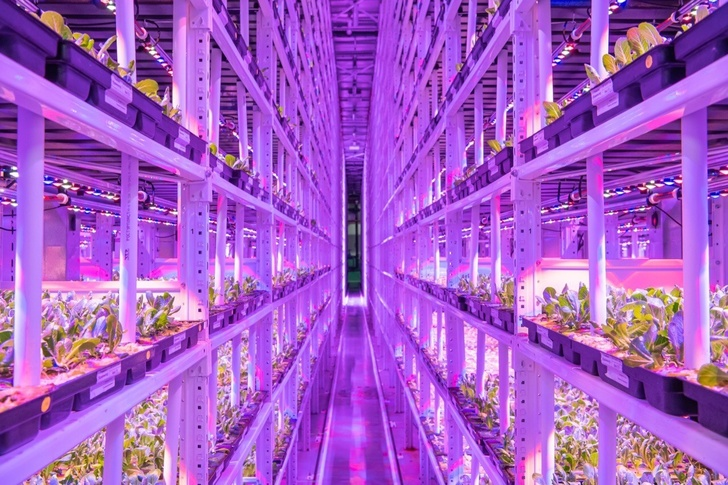 The world's largest vertical greenhouse opened in Moscow - Farm, Сельское хозяйство, Greenhouse, Moscow, Technologies, Longpost