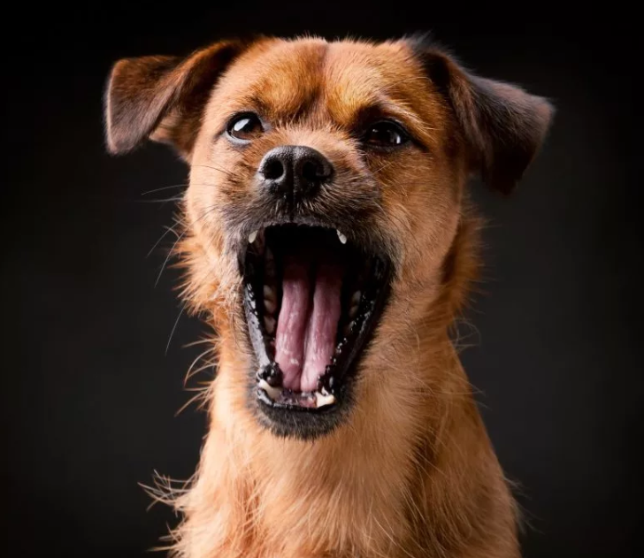 There is a law on silence, but does it apply to dogs howling and barking at night? Have you solved this problem if the neighbors don’t understand? - My, Dog, Be aware of dogs, Barking, Law on Silence, Police