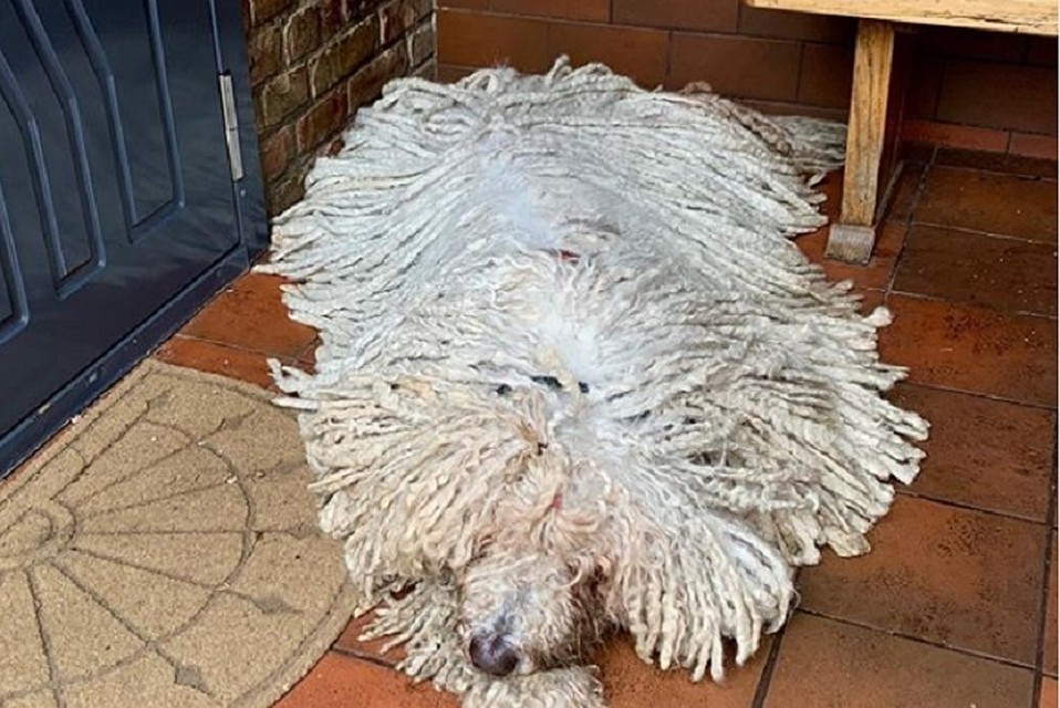 This is not a mop. She is alive)) - Dog, Mop, Animals, Longpost