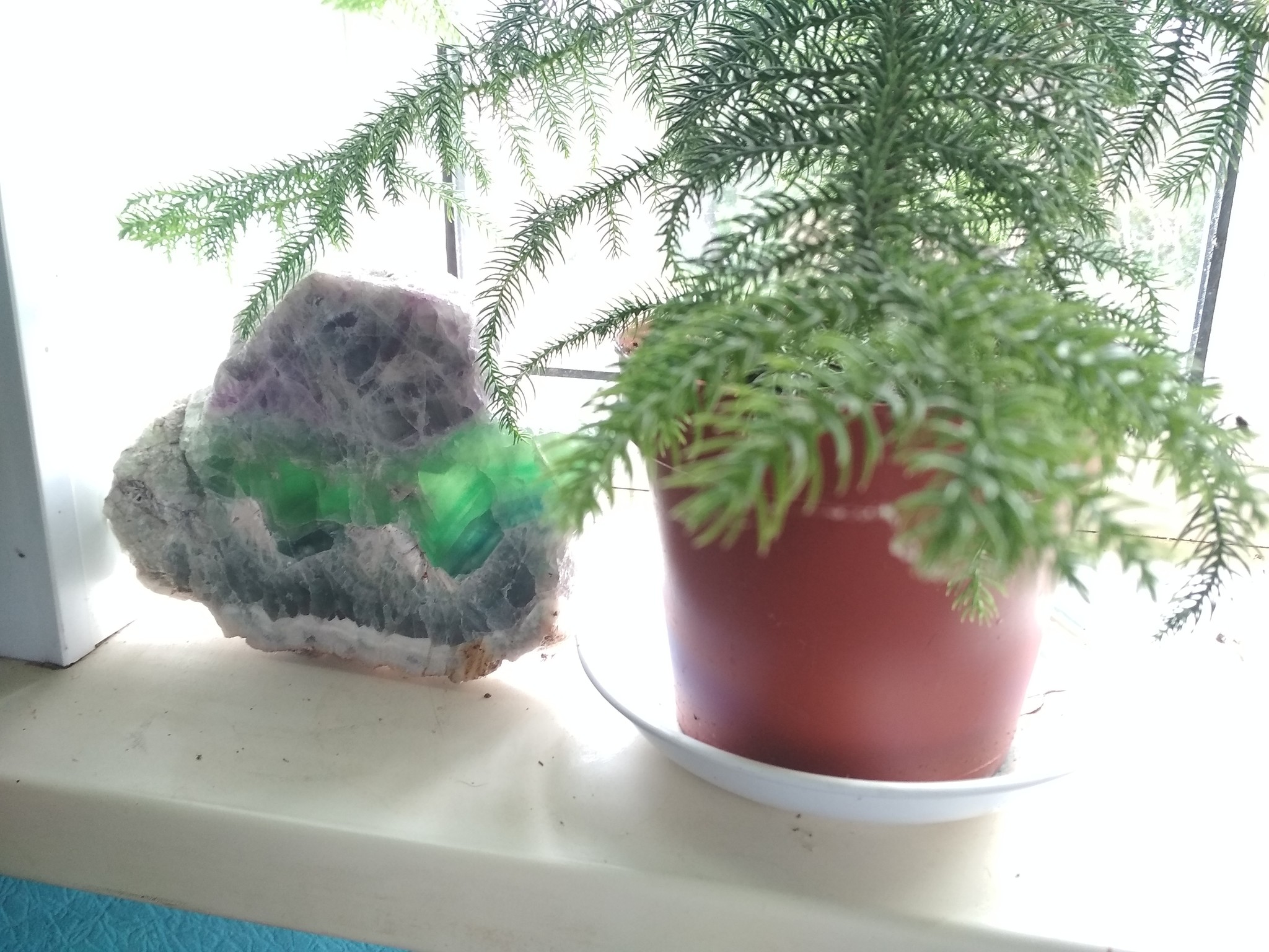 Fluorite and araucaria have found each other - My, Fluorite, Plants, Minerals, The photo, Longpost