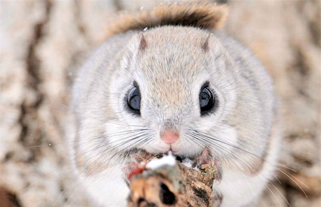 Momonga is a Japanese flying squirrel. - Nature, Animals, The photo, Milota, Squirrel, Longpost, Ainz ooal gown