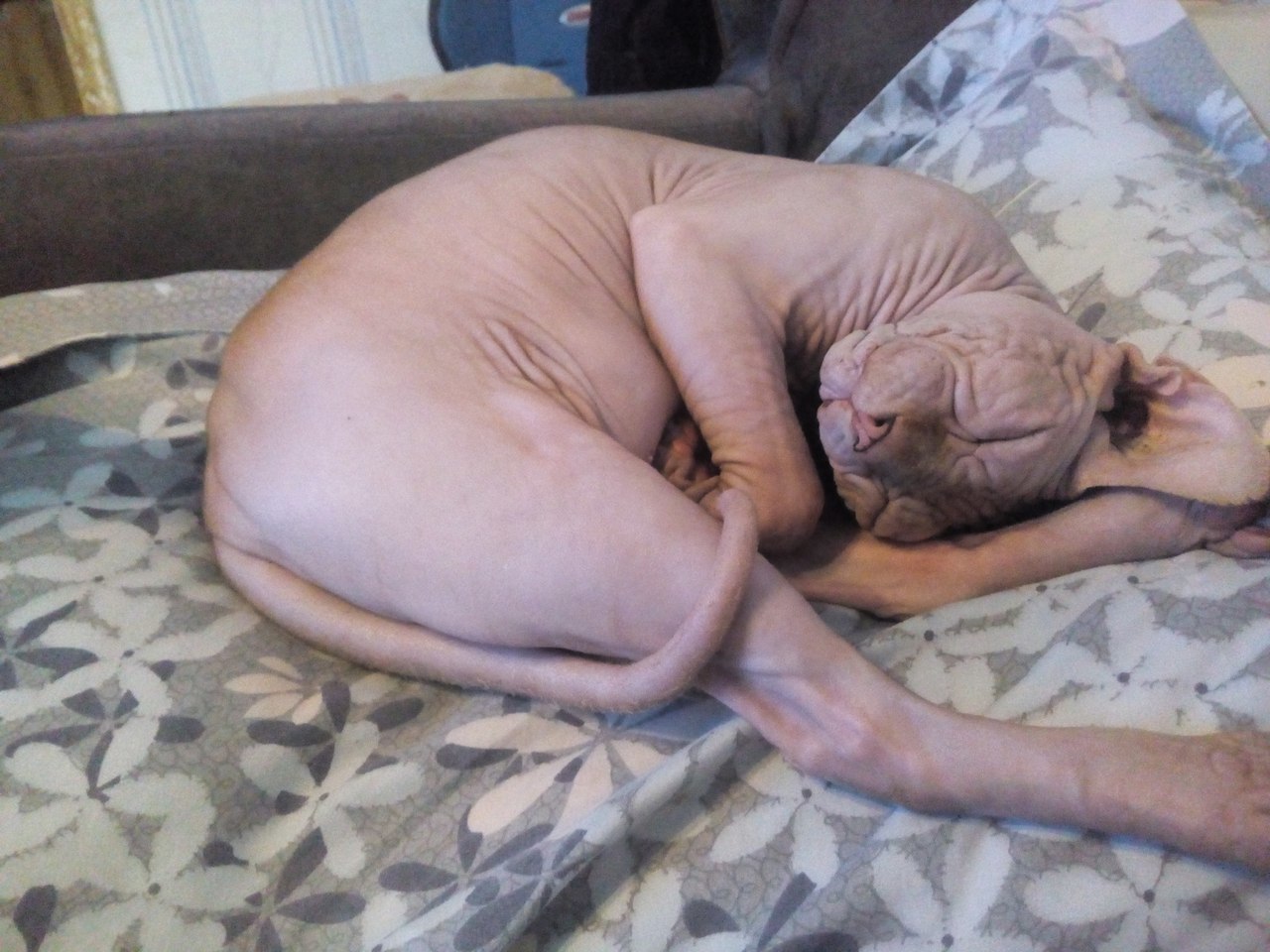 Don Sphynxes - who are they? - My, Don Sphynx, Sphinx, Canadian sphinx, cat, Animals, Humor, Pets, Longpost