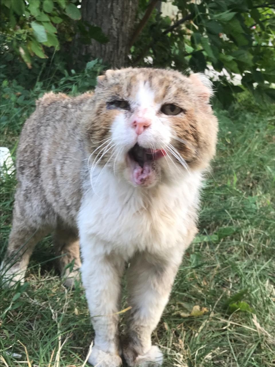 Lyokhin's house is for redheads and not only. Manul is adjusting! - My, Yekaterinburg, In good hands, cat, Animal shelter, Longpost, No rating