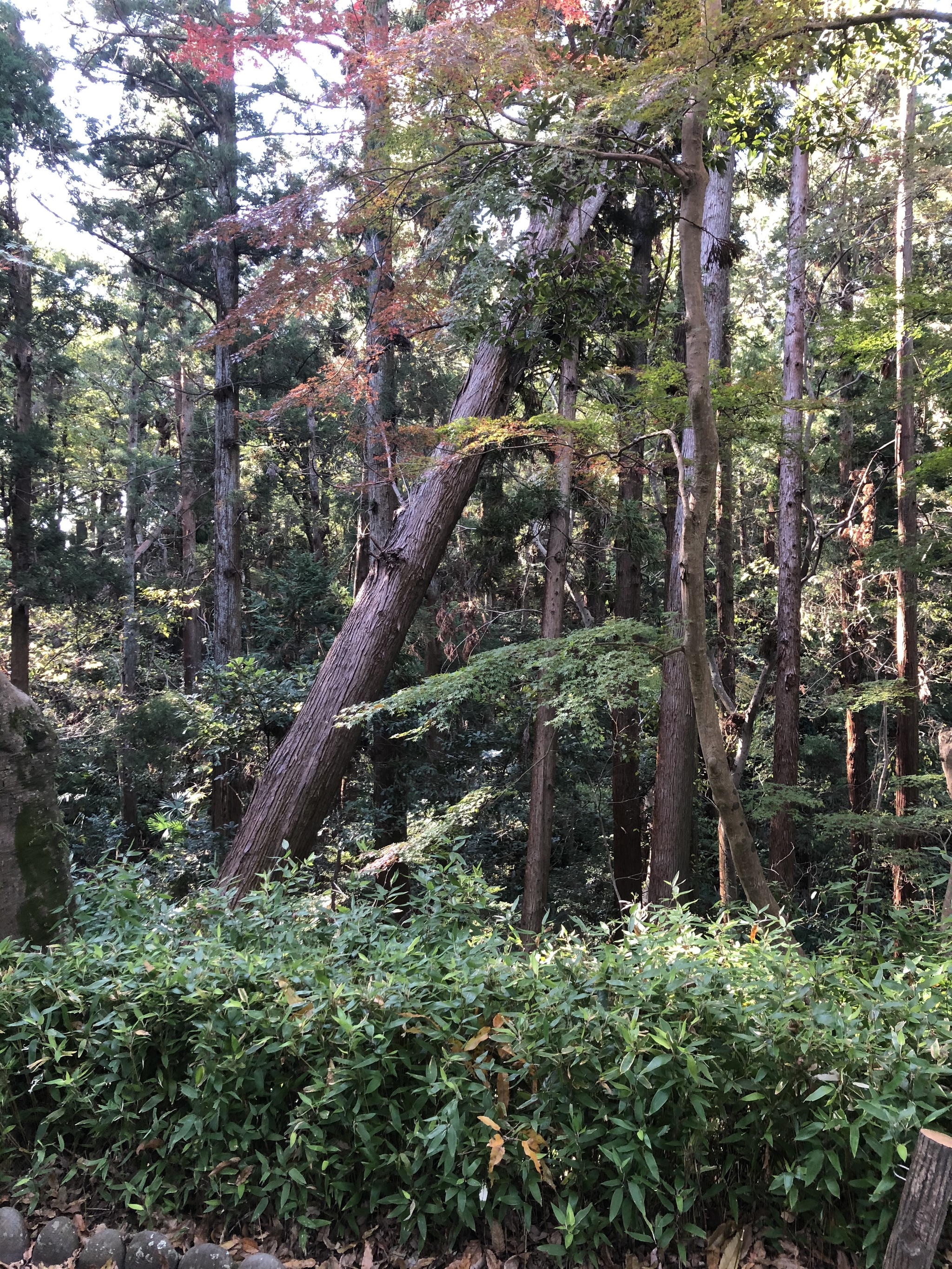 The typhoon has flown away - My, Japan, Typhoon, Element, Narita, Longpost