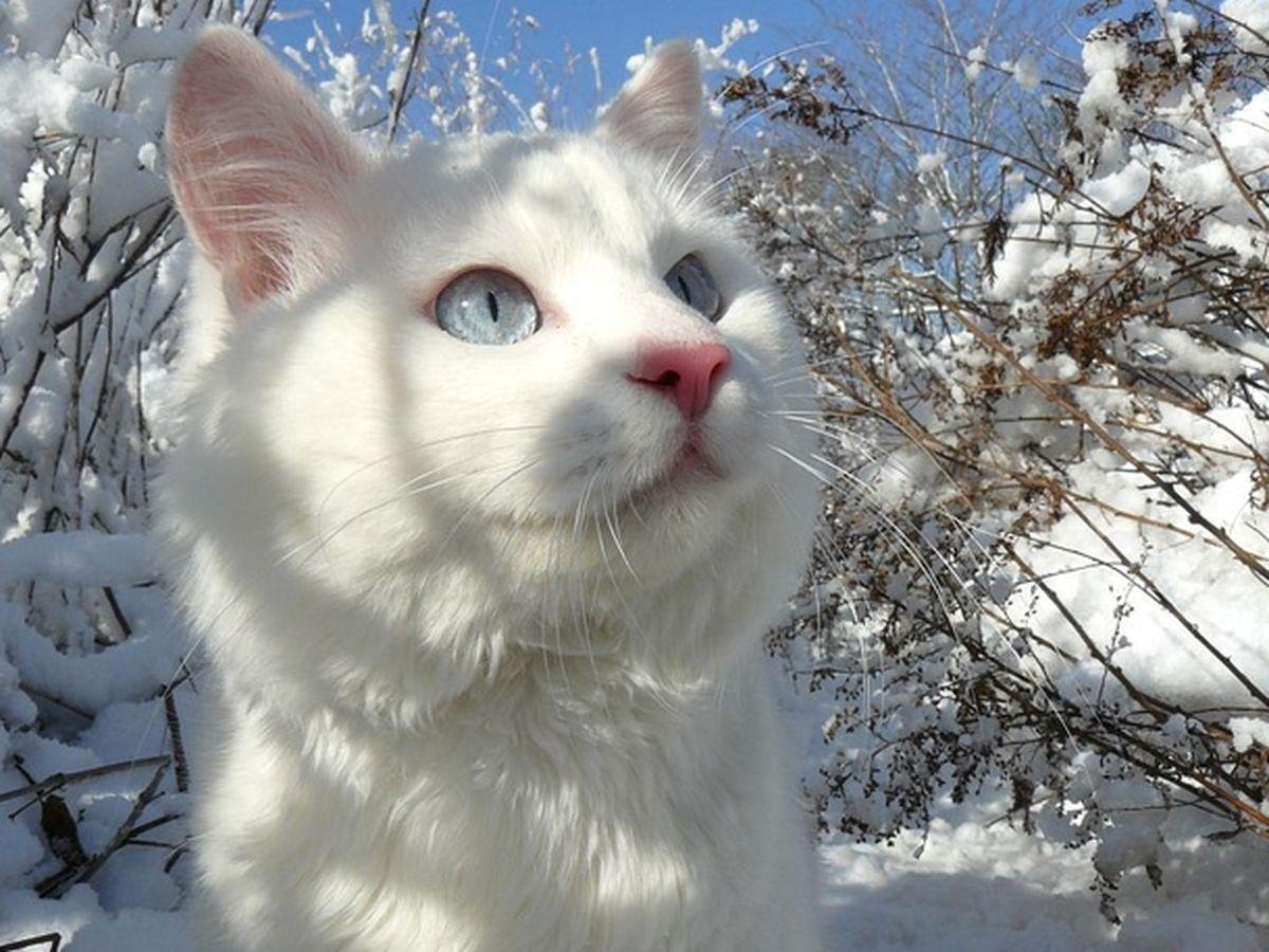 White is white... - cat, Winter, Snow, Longpost