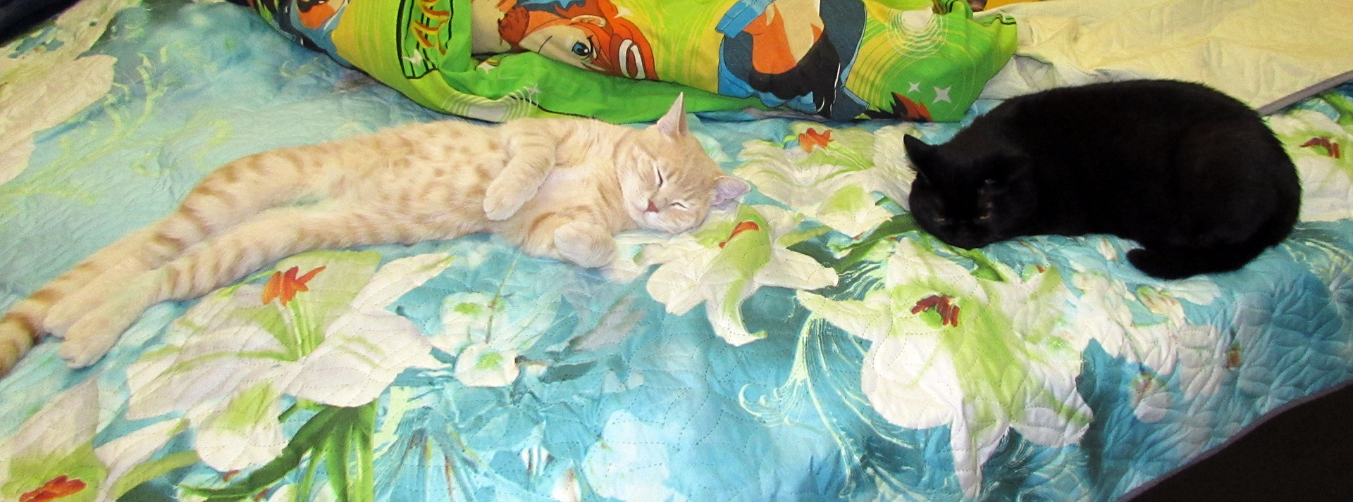 Afternoon rest is good for digestion - My, Milota, cat, Catomafia, Relaxation, Dream, Animals