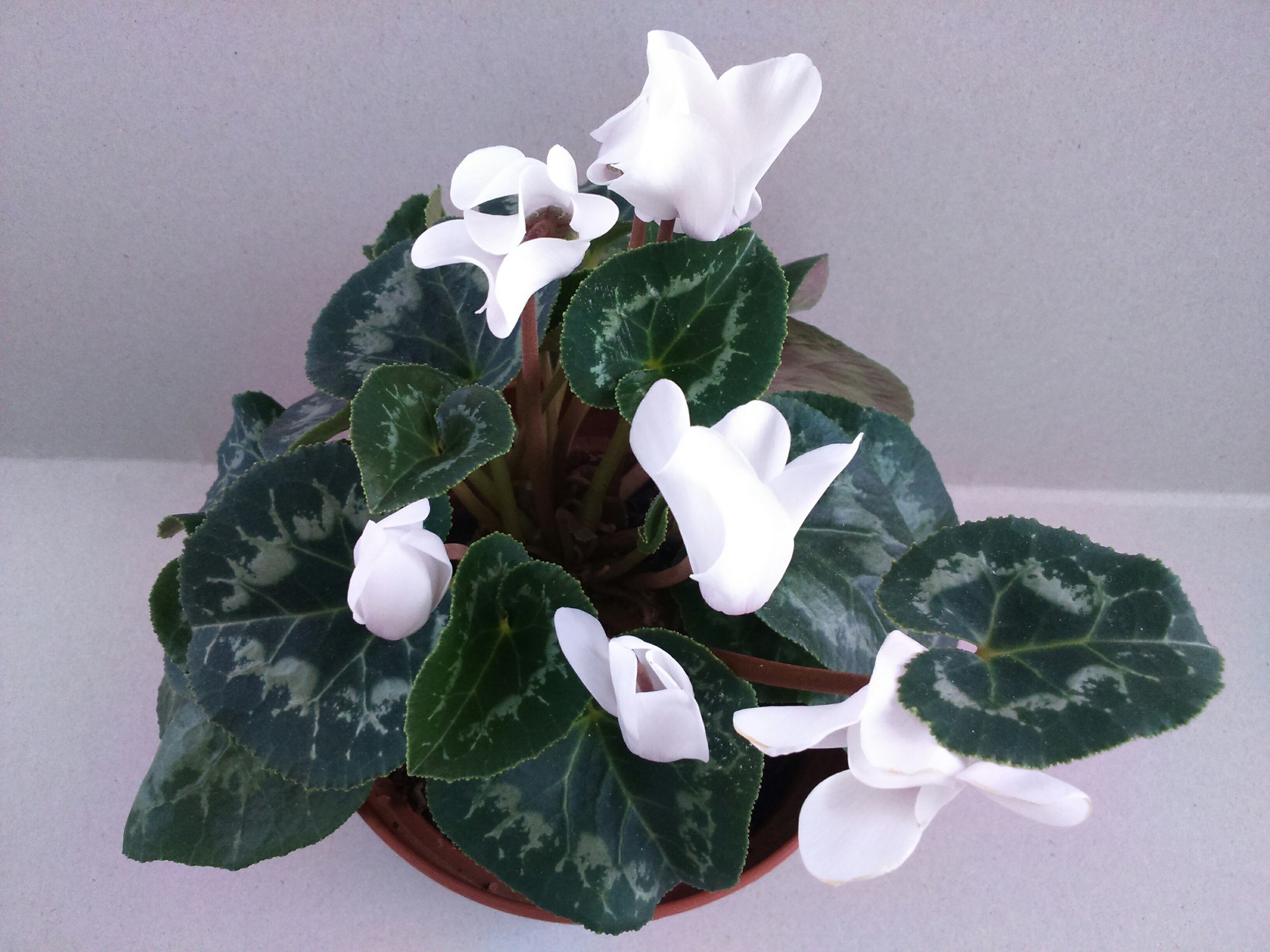 Cyclamen. - My, Cyclamen, Flowers, Longpost