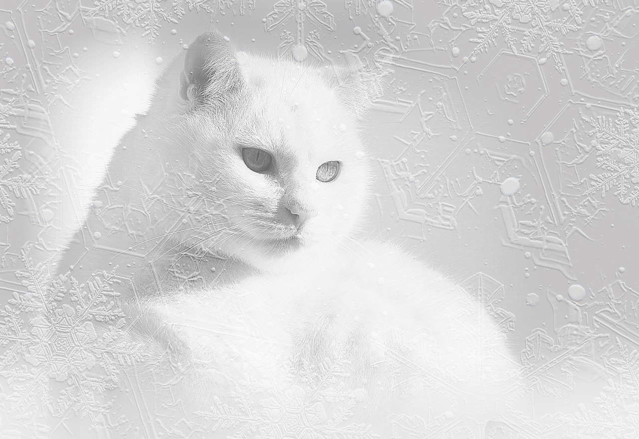 White is white... - cat, Winter, Snow, Longpost