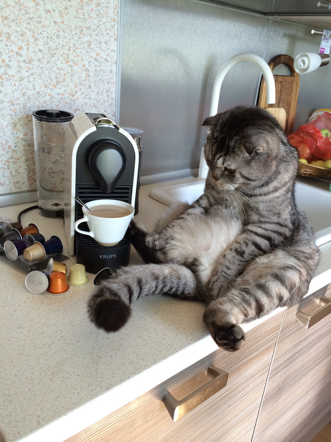 Morning - My, Morning, FamousNiki, cat, Pets, Coffee makers