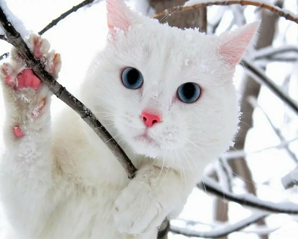 White is white... - cat, Winter, Snow, Longpost