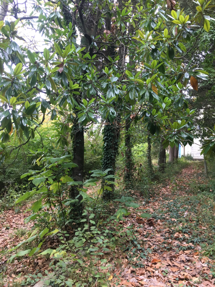 Abandoned boarding house. - My, Magnolia, Ivy, Abandoned, Longpost