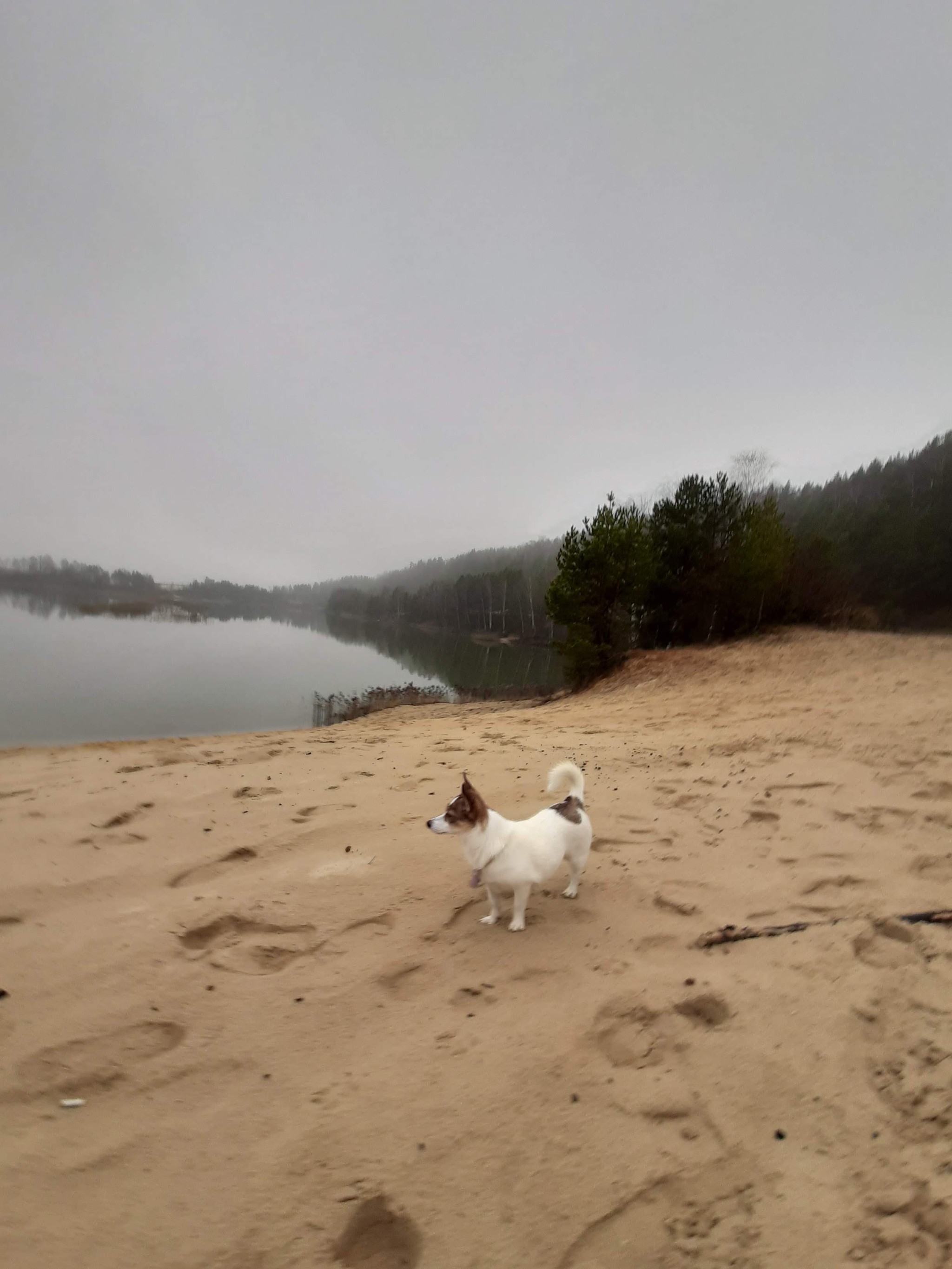 Autumn walk in a sand quarry - My, Dog, Cur, Animals, Pets, Autumn, Walk, Career, Longpost