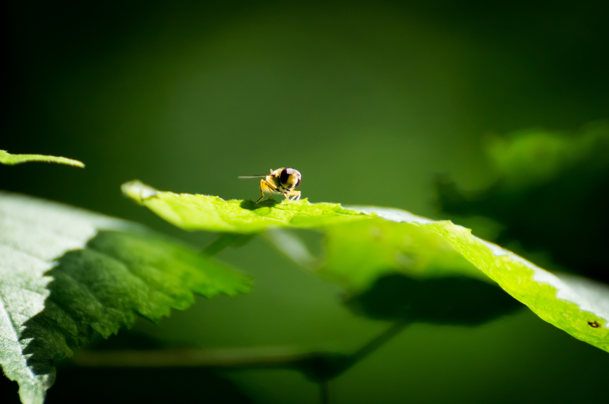 Подборка летних фото - Моё, Sony alpha, Лето, Макросъемка, Природа, Белка, Длиннопост