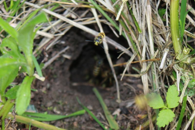 And the hole is... - My, Summer, Nora, Wasp, The photo, Ural, Yekaterinburg, Longpost